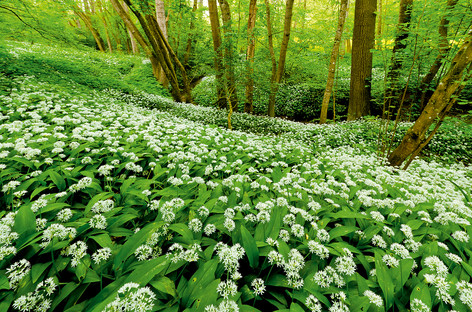 Bärlauch im Heilbronner Köpfertal Bärlauch im Heilbronner Köpfertal