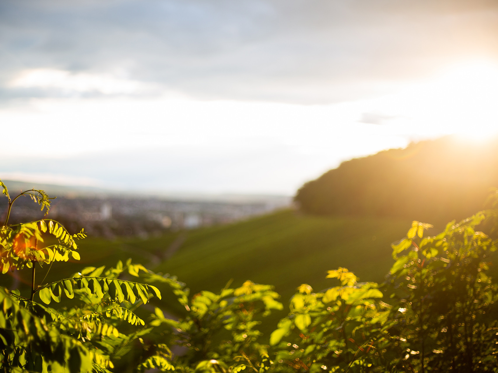Weinberge in Heilbronn Weinberge in Heilbronn