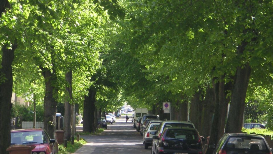 Lindenallee in der Lerchenstraße (Foto: Stadt Heilbronn)