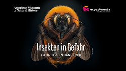 Insekten in Gefahr Foto © Levon Biss
