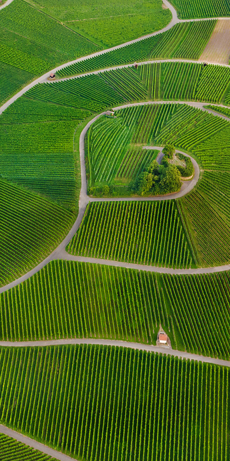 Heilbronner Stiftsberg