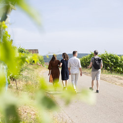 Tour durch die Weinberge Tour durch die Weinberge