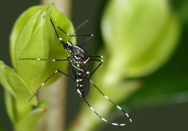 Weibchen der Asiatischen Tigermücke (Aedes albopictus) - Foto: Björn Pluskota, KABS