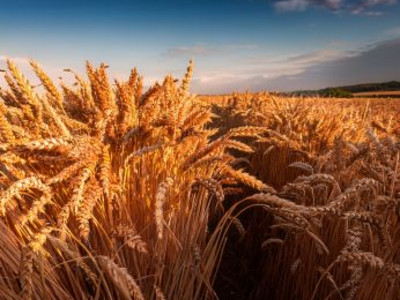 Man sieht ein Feld. KI generiertes Bild