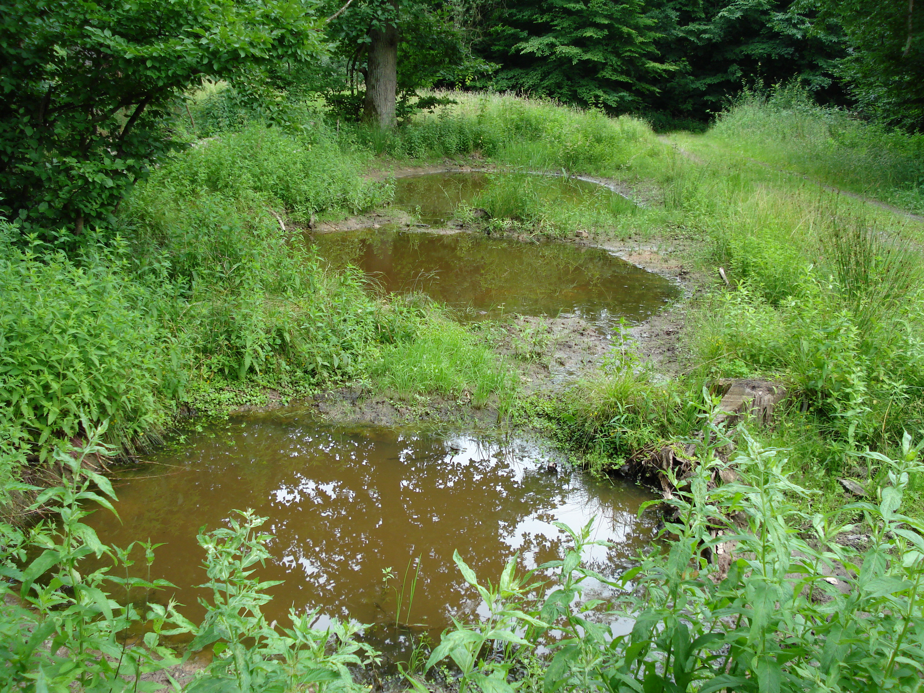 Man sieht den Unkentümpel am Reisberg
