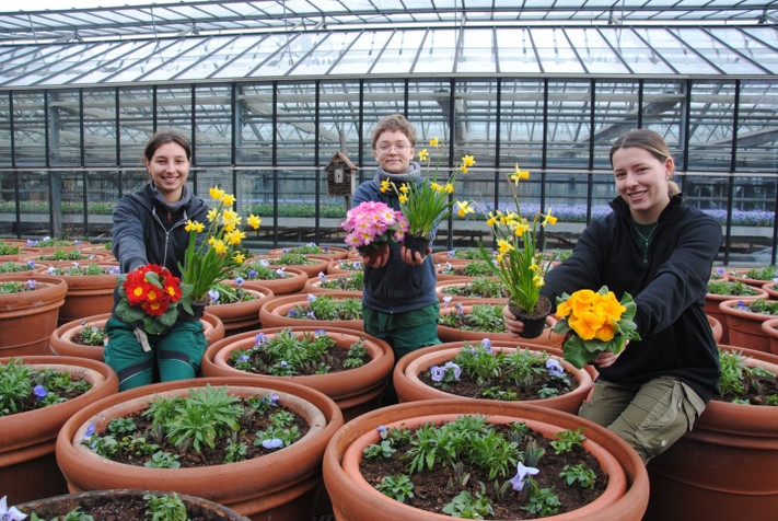 Die städtischen Azubis Rebekka Fröhlich, Lisa Kiefer und Elina Sinn (v.l.) präsentieren in der Stadtgärtnerei Frühjahrsblüher, die in den nächsten Wochen ausgepflanzt werden.