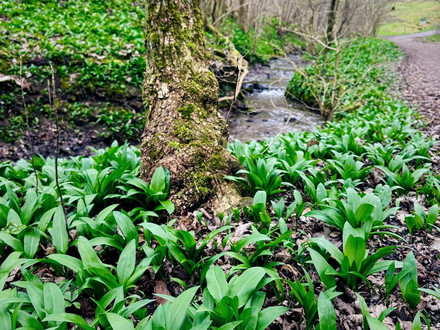 Bärlauch im Köpfertal