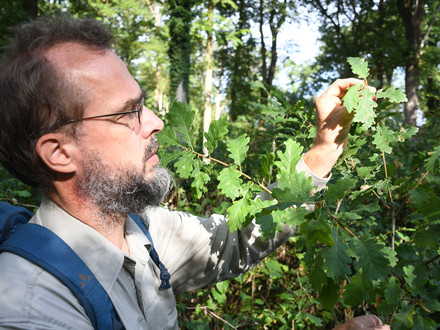 Das Bild zeigt Forstabteilungsleiter Immanuel Schmutz im Stadtwald bei Biberach, wo er eine gesunde junge Traubeneiche zeigt. Sie ist mit der langen Trockenheit relativ gut zurechtgekommen.