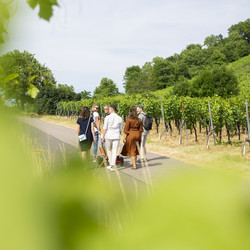 Wanderung durch die Weinberge Wanderung durch die Weinberge