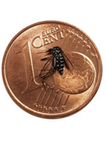 Man sieht eine asiatische Tigermücke auf einem Ein-Cent-Stück