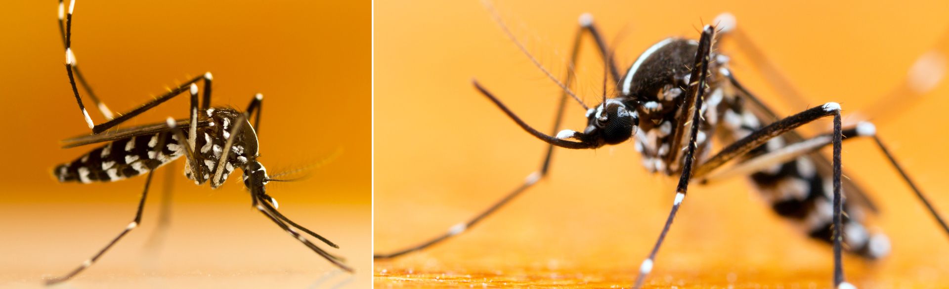Man sieht zwei asiatische Tigermücken (Fotos: Canva)
