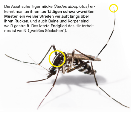 Man sieht eine asiatische Tigermücke mit ihrem auffälligem schwarz-weißen Muster.