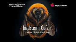 Insekten in Gefahr Foto © Levon Biss
