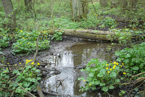 Köpfertal Auwald mit blühenden Sumpfdotterblumen(c)Wolf Dieter-Riexinger, © Wolf-Dieter Riexinger